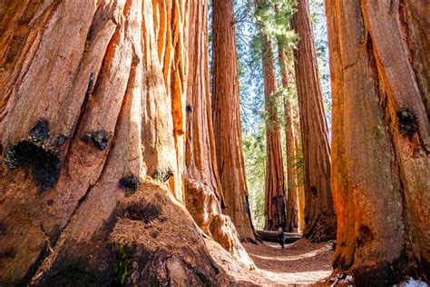 Sequoia National Park Destinations to Visit in California 