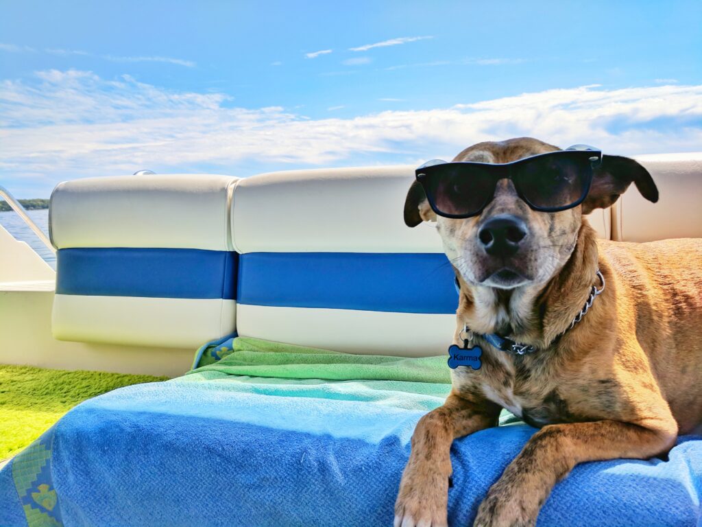 10 BEST DOG FRIENDLY HOTELS IN LOS ANGELES