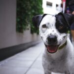 Dog Friendly Hikes Los Angeles
