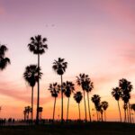 Things To Do In Venice Beach California