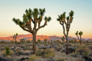 Coolest Things To Do In Joshua Tree